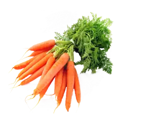carrot